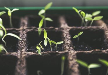 Hogyan termesszünk növényeket